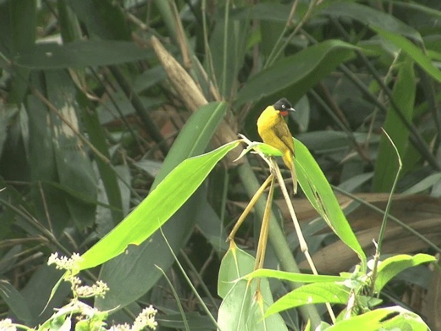 Bulbul Gorjinaranja - ML201550461