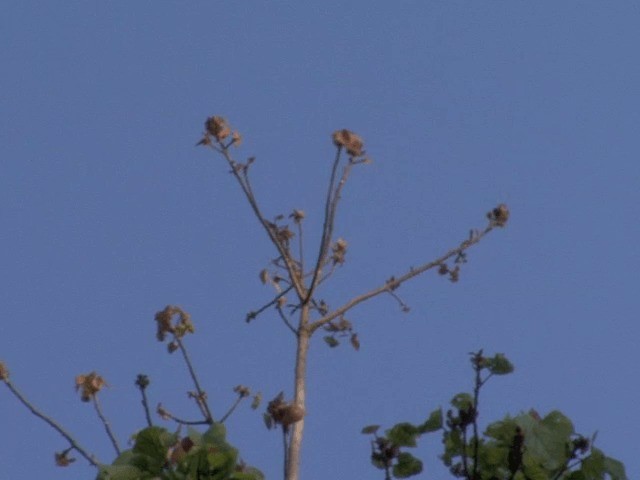 Malabar Starling - ML201550471