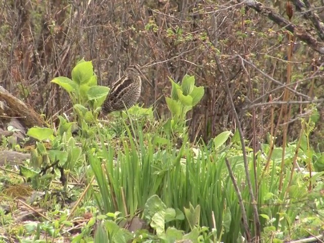 Wood Snipe - ML201550521