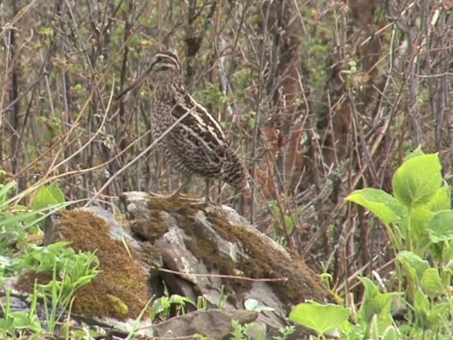 Wood Snipe - ML201550541