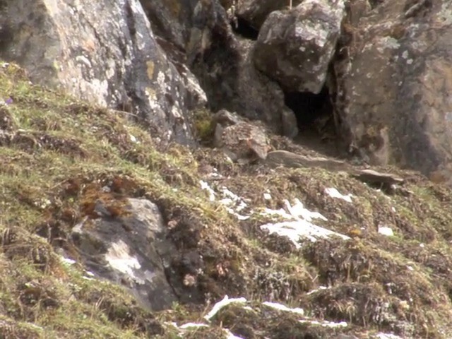 Snow Partridge - ML201550571