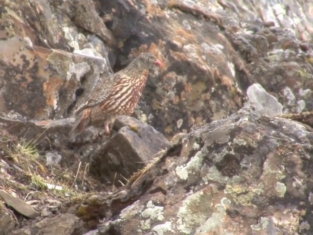 Snow Partridge - ML201550581