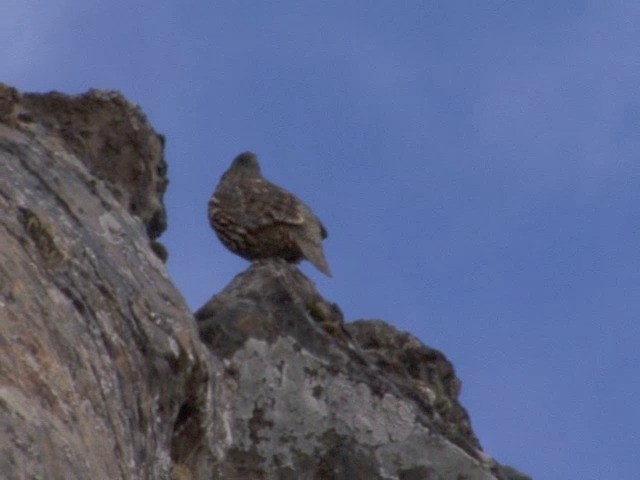 Snow Partridge - ML201550591