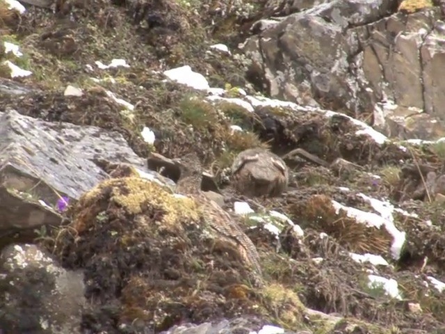 Snow Partridge - ML201550601