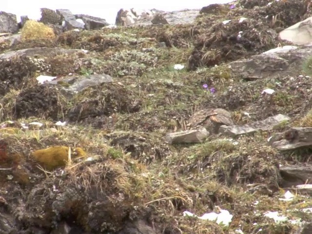 Snow Partridge - ML201550611