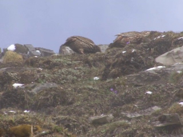 Snow Partridge - ML201550621