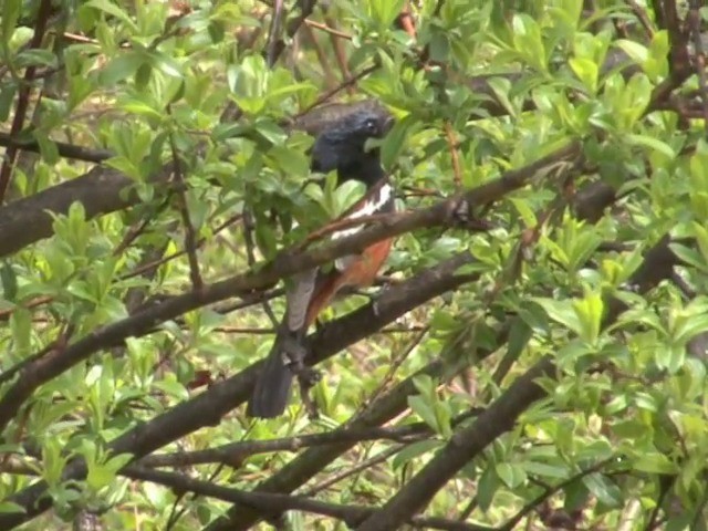 White-throated Redstart - ML201550641