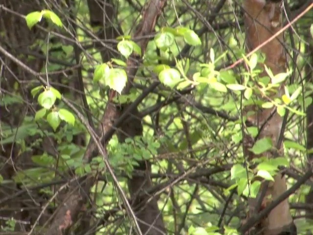 White-browed Fulvetta - ML201550651