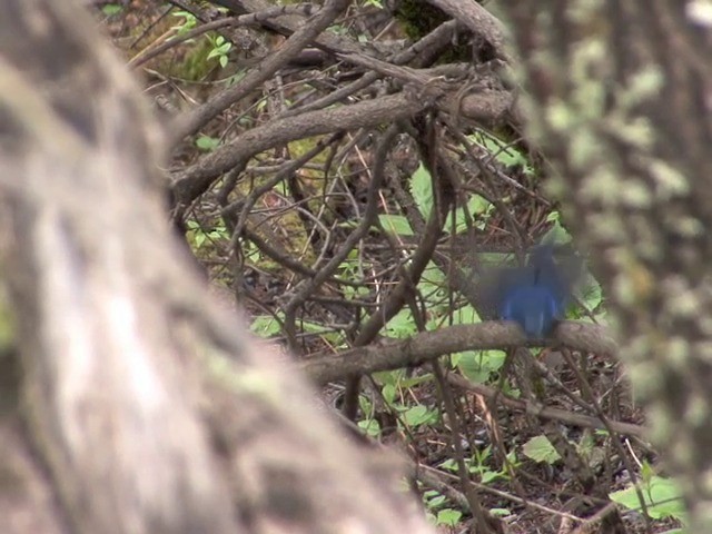 Himalayan Bluetail - ML201550661