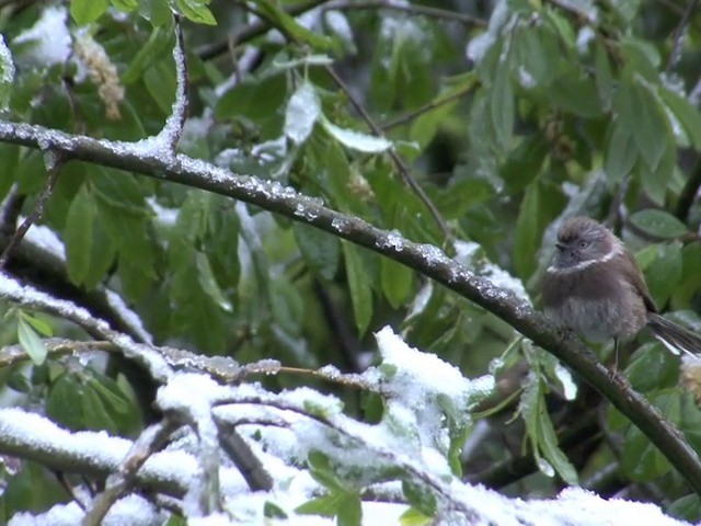 Sooty Tit - ML201550691