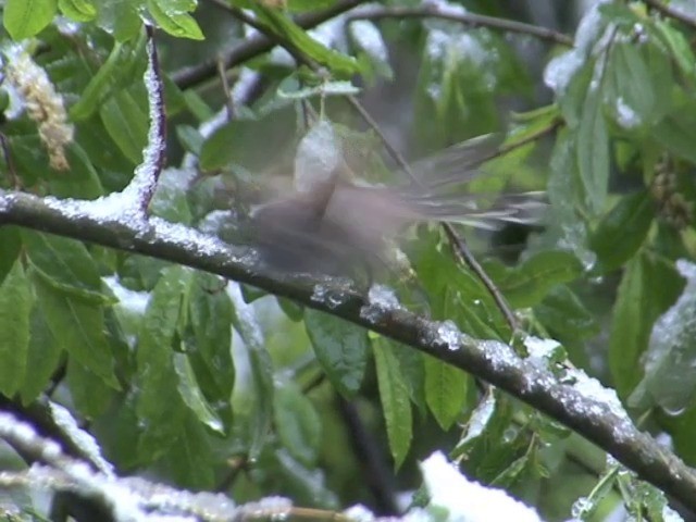 Sooty Tit - ML201550711