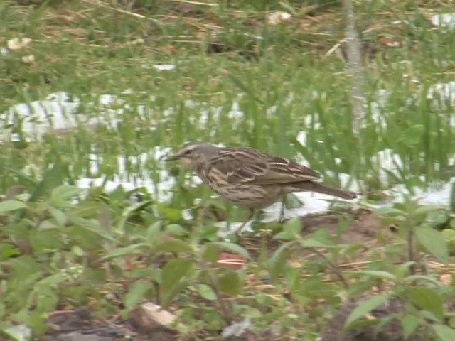 ウスベニタヒバリ - ML201550761