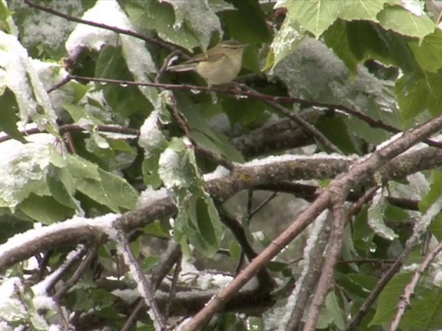 Buff-barred Warbler - ML201550801