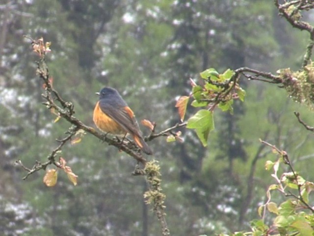 Blue-fronted Redstart - ML201550821