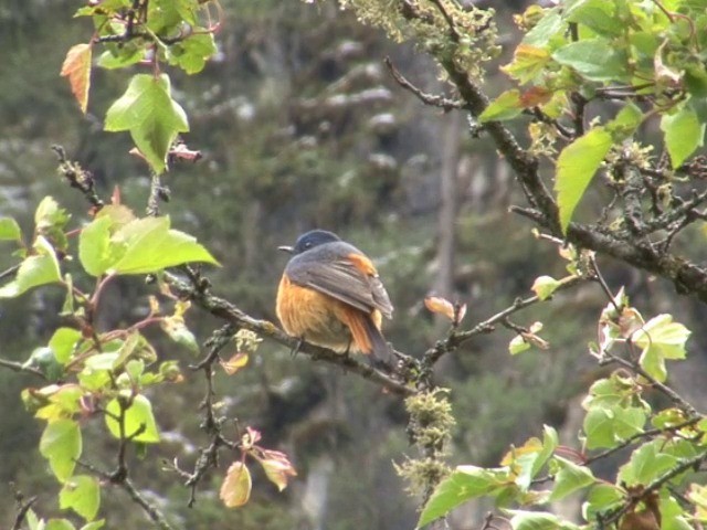Blue-fronted Redstart - ML201550831