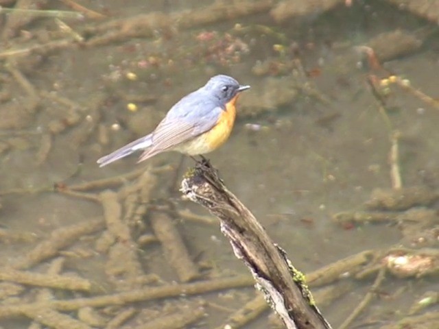 Slaty-backed Flycatcher - ML201550871