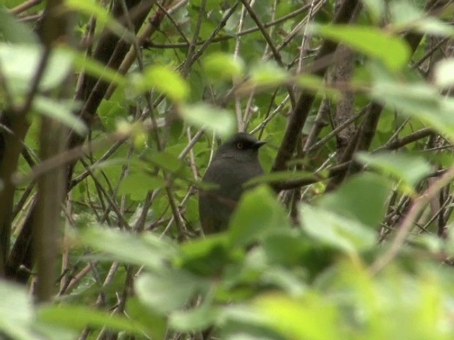 Maroon-backed Accentor - ML201550891