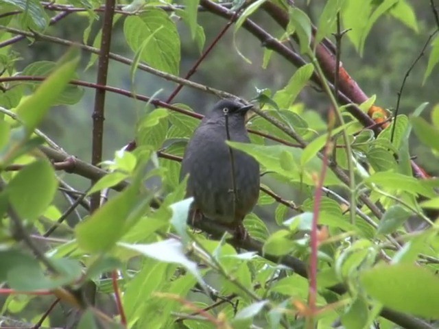 Maroon-backed Accentor - ML201550901