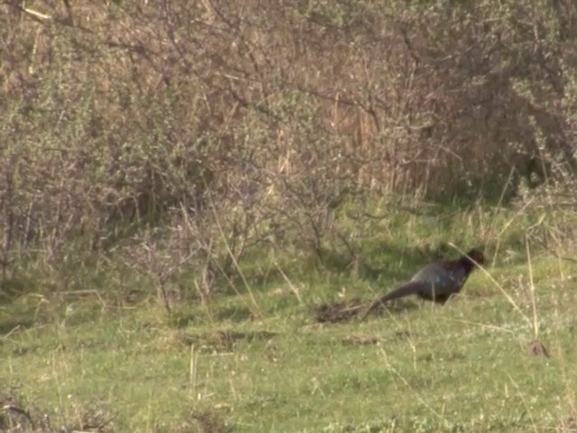 Ring-necked Pheasant - ML201550991