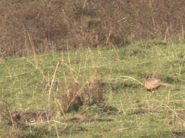 Ring-necked Pheasant - ML201551001