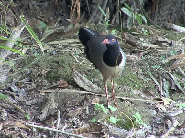 Coral-billed Ground-Cuckoo - ML201551021