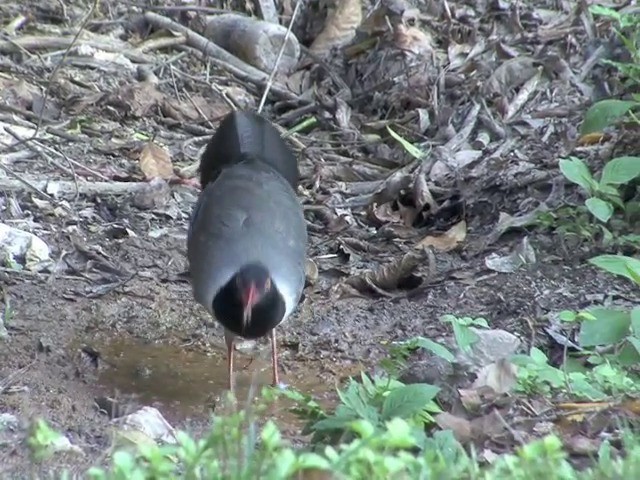 Coral-billed Ground-Cuckoo - ML201551031