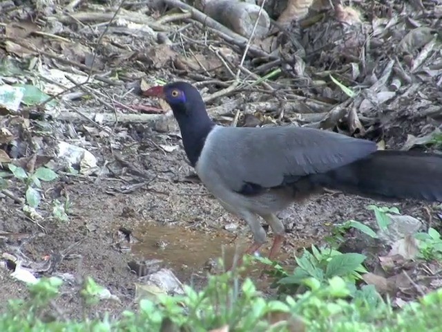 Coral-billed Ground-Cuckoo - ML201551041