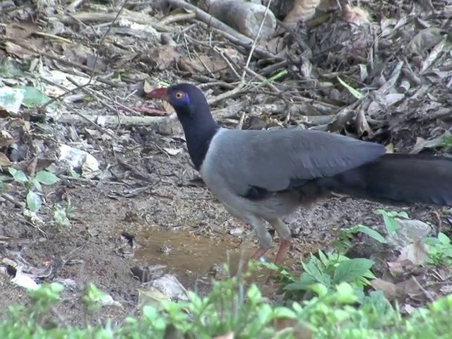 Coral-billed Ground-Cuckoo - ML201551041