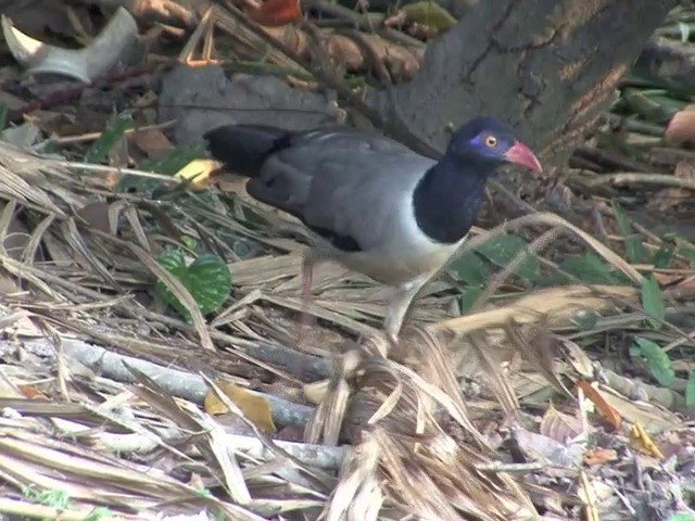 Coral-billed Ground-Cuckoo - ML201551051