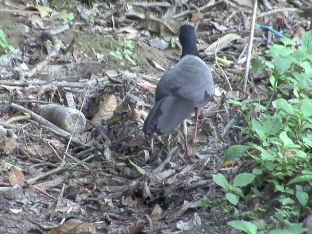 Coral-billed Ground-Cuckoo - ML201551061