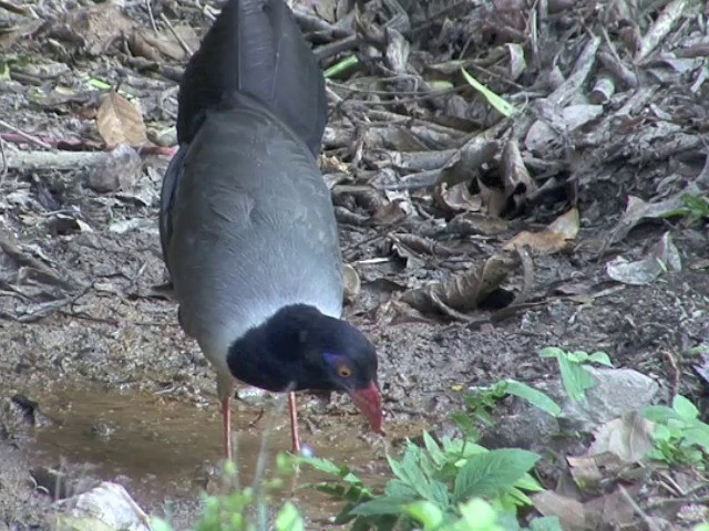 Coral-billed Ground-Cuckoo - ML201551071