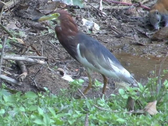 Chinese Pond-Heron - ML201551101