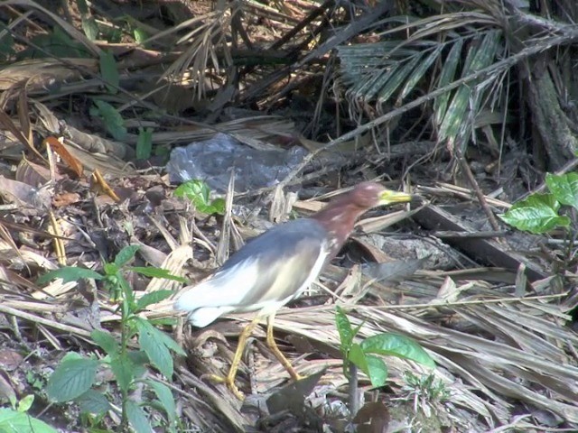 Chinese Pond-Heron - ML201551111