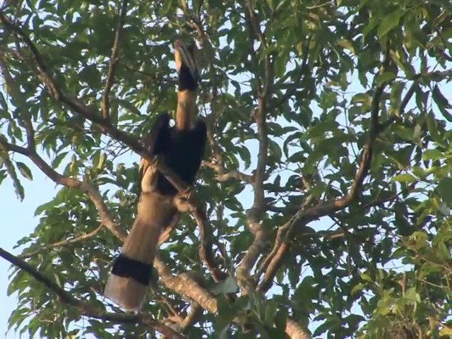 Great Hornbill - ML201551121