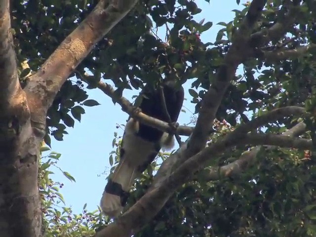 Great Hornbill - ML201551131