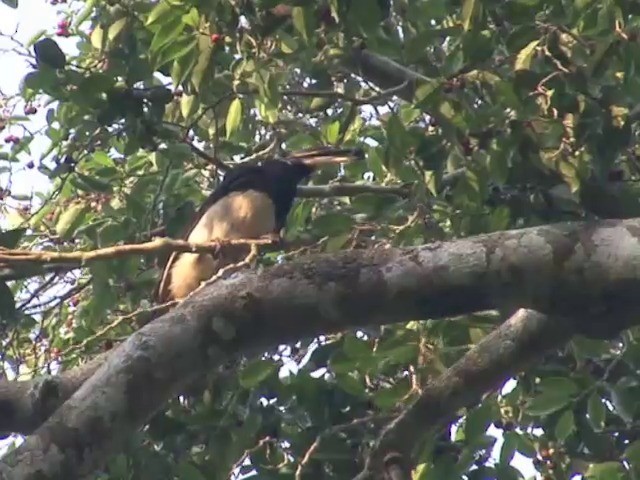 Oriental Pied-Hornbill - ML201551151