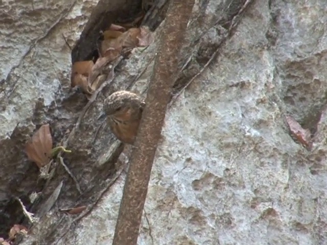 Rufous Limestone Babbler - ML201551161