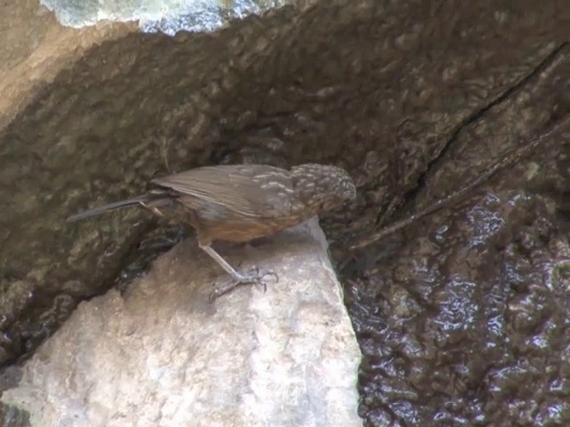 Rufous Limestone Babbler - ML201551191