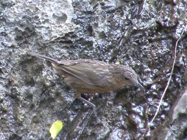 Rufous Limestone Babbler - ML201551201