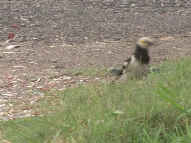 Black-collared Starling - ML201551301