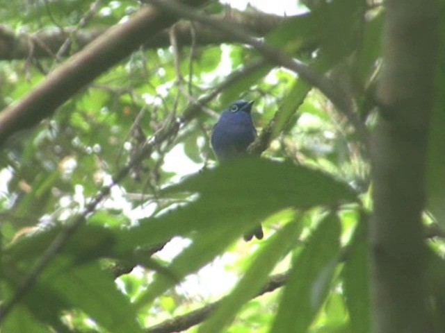 Short-crested Monarch - ML201551341