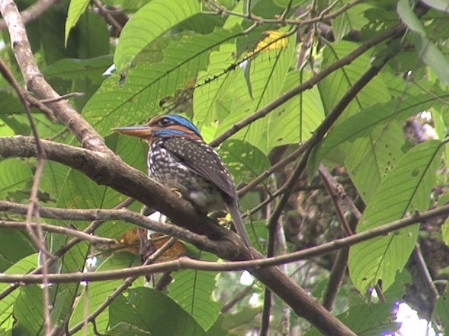 Spotted Kingfisher - ML201551351