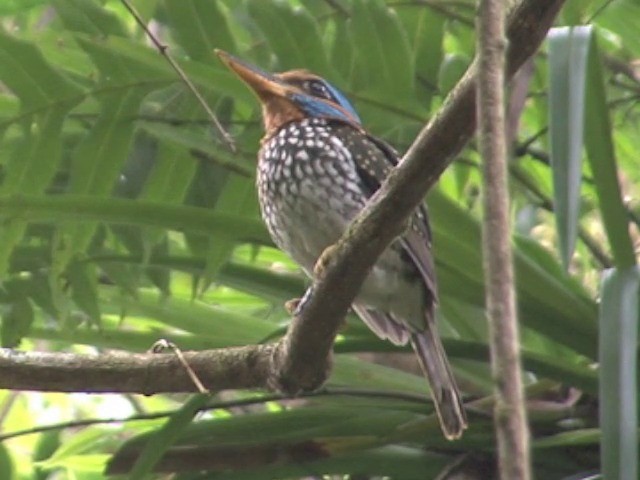 Spotted Kingfisher - ML201551371