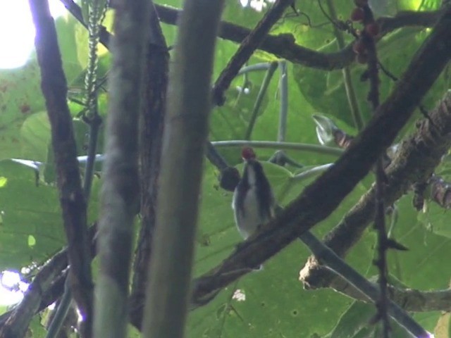 Olive-backed Flowerpecker - ML201551401