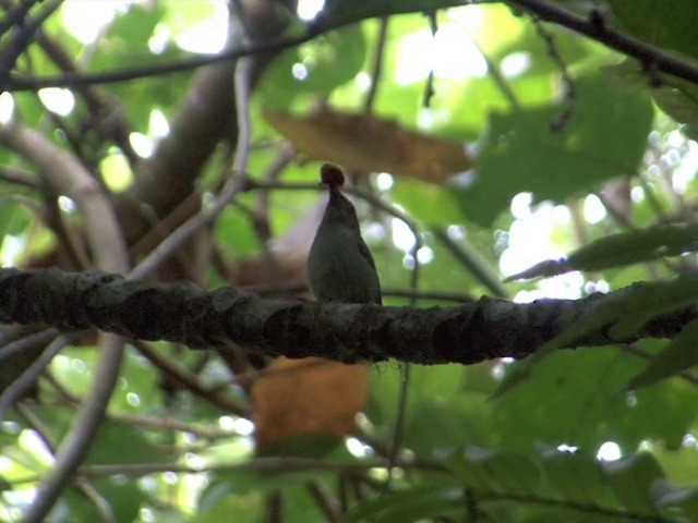 White-bellied Flowerpecker - ML201551441