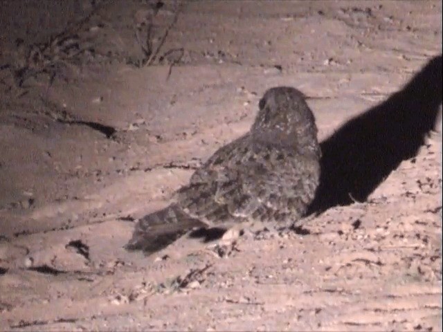 Savanna Nightjar - ML201551501