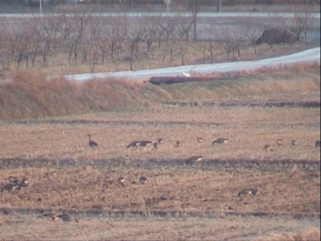 Lesser White-fronted Goose - ML201551591