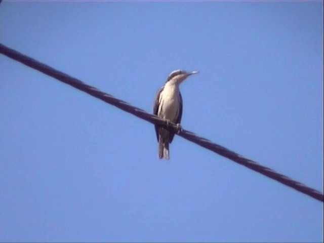 Rhabdornis à tête striée - ML201551731