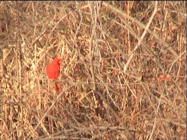 Cardinal rouge (groupe cardinalis) - ML201551831