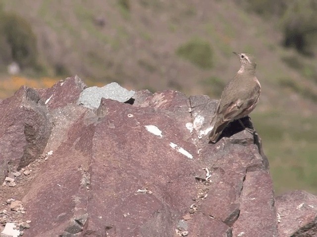 Géositte à ailes rousses - ML201551931